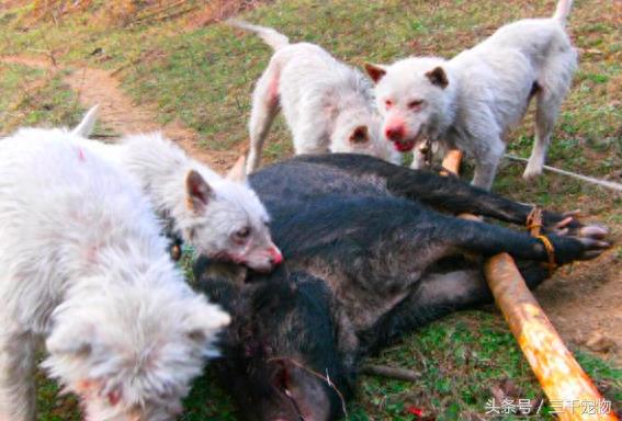 下司犬：中国国产唯一的世界级猎犬