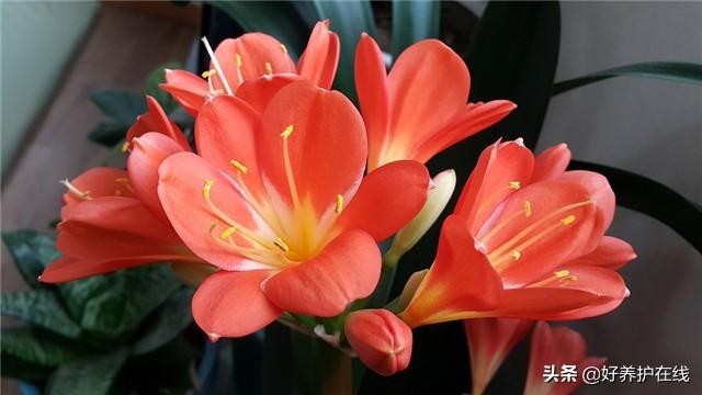 父亲节应该送父亲什么花最适合(6种父亲花送给爸爸)(2)