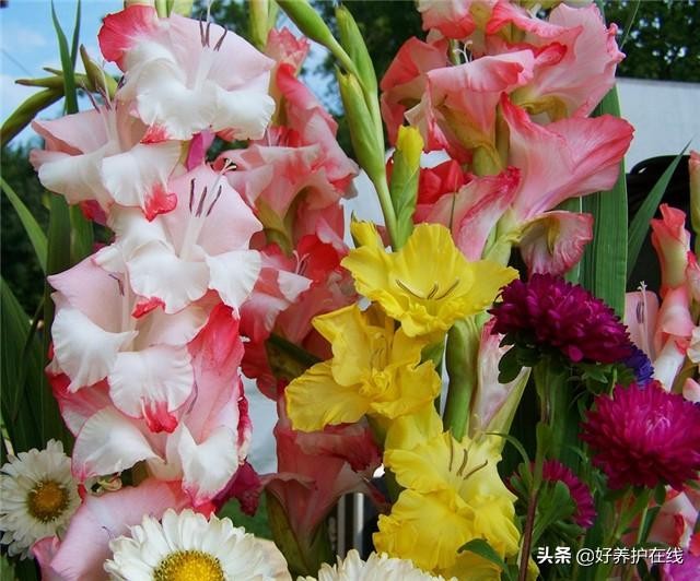 父亲节应该送父亲什么花最适合(6种父亲花送给爸爸)(6)