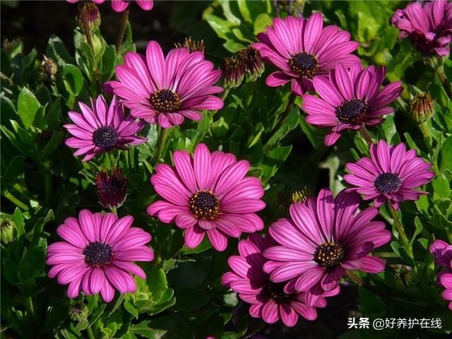 父亲节应该送父亲什么花最适合(6种父亲花送给爸爸)(4)