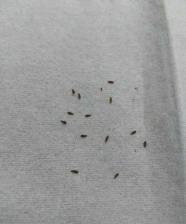 家里有湿虫怎么消除