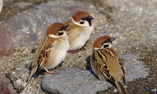 一般麻雀寿命是多少