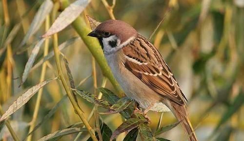 小鸟的寿命有多长