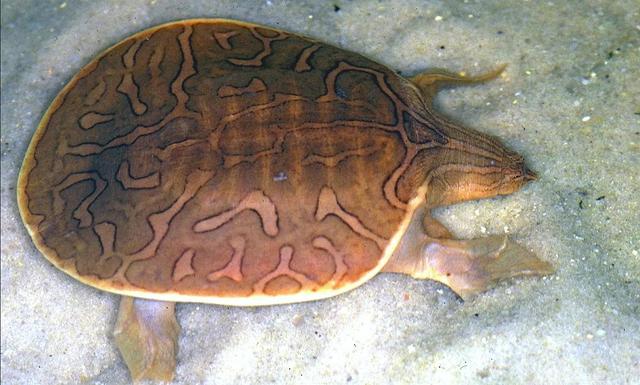 鳖哪些种类是保护动物（生物相册散落的远亲）(21)