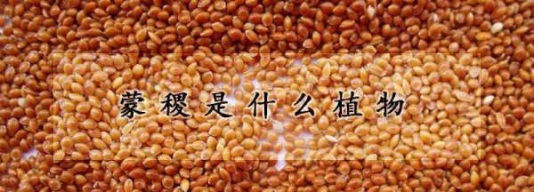 蒙稷是什么植物图片,蒙稷的功效是什么图4